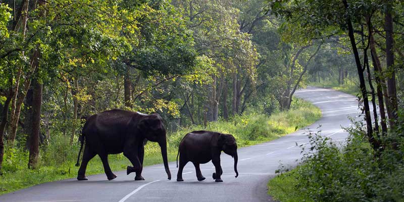 Wayanad Tour Package from Chennai