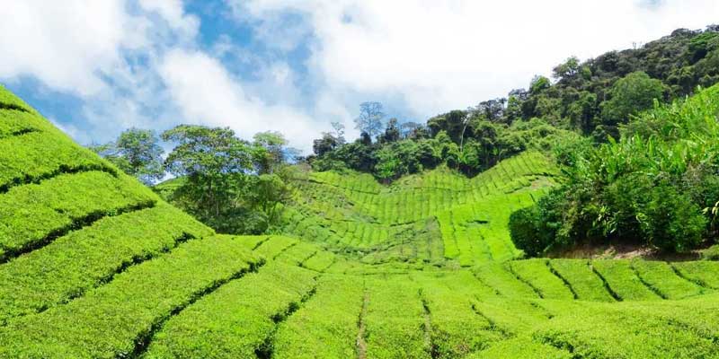 Coorg Tour Package from Chennai